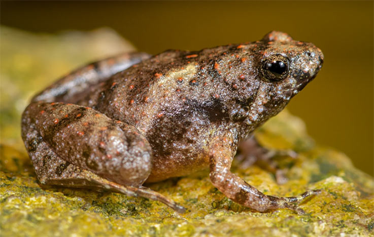 KataK spesies baru Microhyla sriwijaya atau katak kecil bermulut sempit. FOTO: LIPI.GO.ID