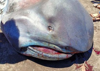 Hiu megamouth atau ikan hiu mulut besar (Megachasma pelagios) ditemukan terdampar dalam kondisi mati di Flores Timur, Nusa Tenggara Timur. FOTO: KKP