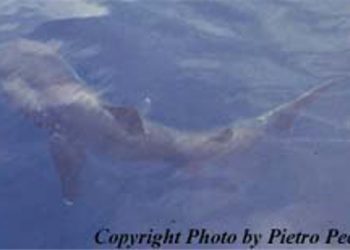 Kemunculan hiu megamouth di perairan Pulau Nain Taman Nasional Bunaken pada 30 Agustus 1998 pukul 10.00 pagi. FOTO: PIETRO PECCHIONI/FLORIDAMUSEUM.UFL.EDU