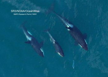 Foto sekelompok paus pembunuh penduduk Selatan saat mengejar ikan salmon yang dikumpulkan selama penelitian kesehatan dengan drone terbang non-invasif dengan ketinggian di atas 100 kaki. Penelitian disahkan oleh izin NMFS #19091. FOTO: VIA SANJUANJOURNAL.COM