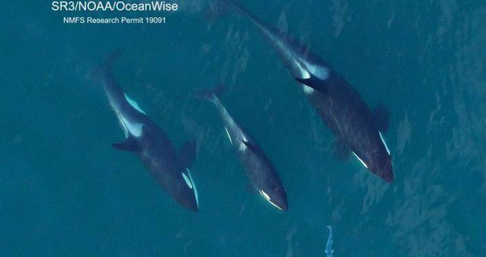 Kondisi Tubuh Paus Pembunuh Tergantung Ikan Salmon