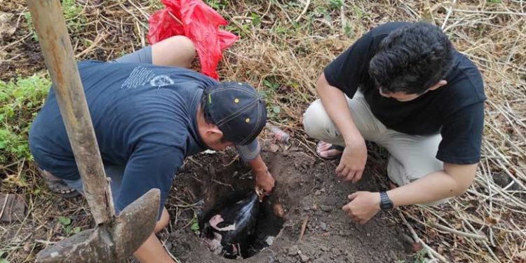 Bagian Kepala Paus Berkepala Melon Dikubur