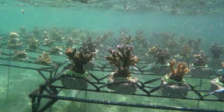 Restocking Karang Hias di Pantai Serangan Bali