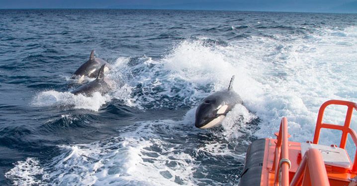 Bentrokan di Perairan Spanyol, Ada Paus Pembunuh yang Diserang dan Ditombak