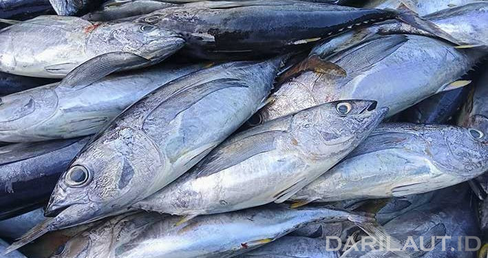 Teluk Tomini Paceklik Tuna Sirip Kuning Ukuran 30 kg ke Atas