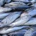 Ikan tuna kecil ukuran 0,5 - 3 kg yang ditangkap nelayan Gorontalo di Laut Maluku, Selasa 31 Agustus 2021. FOTO: DARILAUT.ID