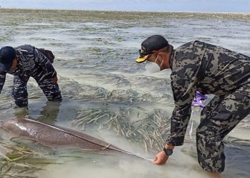 Terperangkap Dalam Sero 2 Ekor Dugong Dilepas di Perairan Toli-Toli