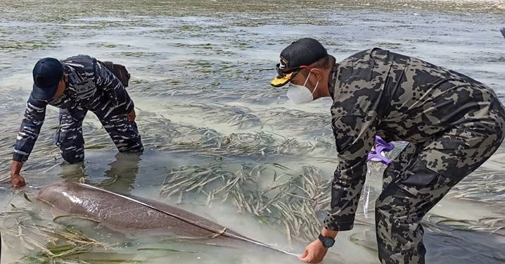 Terperangkap Dalam Sero 2 Ekor Dugong Dilepas di Perairan Toli-Toli