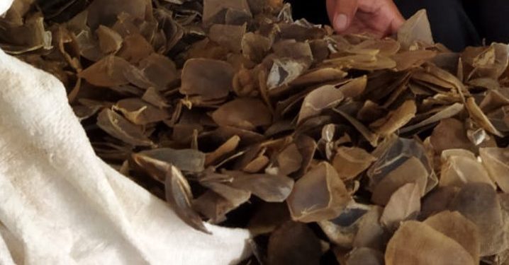 Petugas Menangkap Penjual Sisik Trenggiling di Sekadau