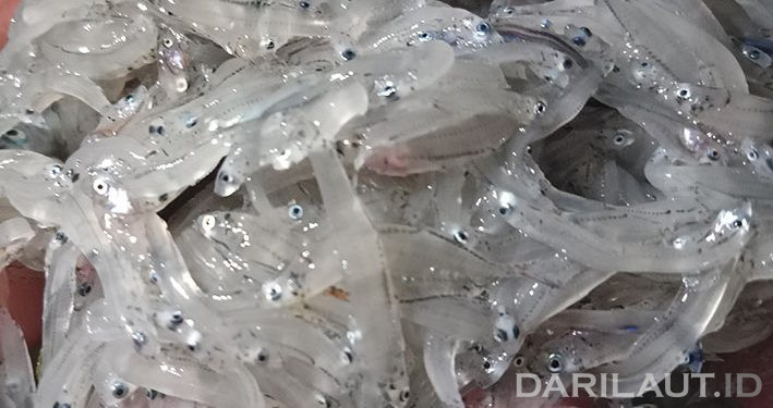 FAO dan UKIP Fasilitasi Pengelolaan Bersama Ikan Teri di Raja Ampat