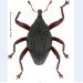 Trigonopterus moduai, kumbang spesies baru yang diambil dari nama tarian khas Toli-toli. FOTO: BRIN