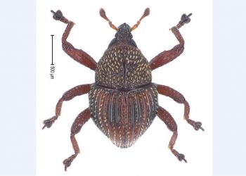 Peneliti Temukan 28 Spesies Baru Kumbang Moncong di Sulawesi