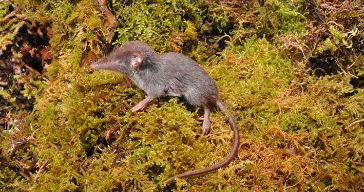 Peneliti Temukan 14 Spesies Baru Celurut di Sulawesi