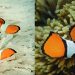 Ikan karang Amphiprion ocellaris, Sulawesi, Indonesia (Randall, 1998) dan Amphiprion percula, Papua New Guinea (Allen & Erdmann, 2012) contoh yang mendukung spesiasi alopatrik.