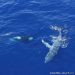 Paus bungkuk yang terjerat tali di Teluk Bremer. FOTO: Western Australia Whale Watch/ 9NEWS.COM.AU