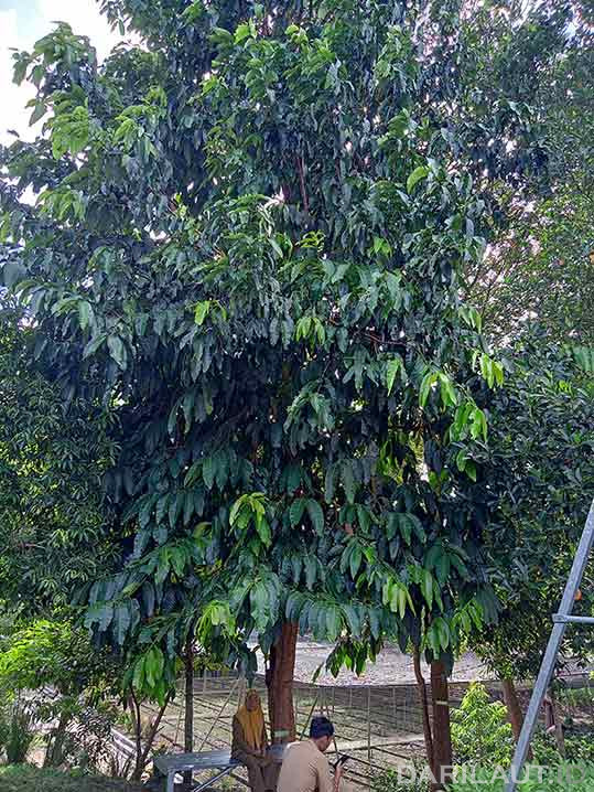 Pohon endemik Gorontalo dengan nama lokal Malahengo di Lokasi persemaian permanen BPDAS dan Hutan Lindung Bone Bolango di Toyidito, Pulubala, Kabupaten Gorontalo. FOTO: DARILAUT.ID