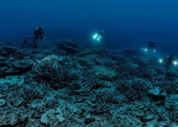Sebuah penelitian ilmiah yang didukung oleh UNESCO telah menemukan salah satu terumbu karang langka dan terbesar di dunia di lepas pantai Tahiti. FOTO: ALEXIS ROSENFELD/NEWS.UN.ORG