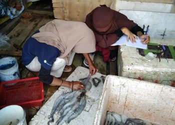 Pendataan dan pengukuran gurita hasil tangkapan nelayan Banggai Laut, Minggu (23/1/2022). FOTO: YAYASAN KALI