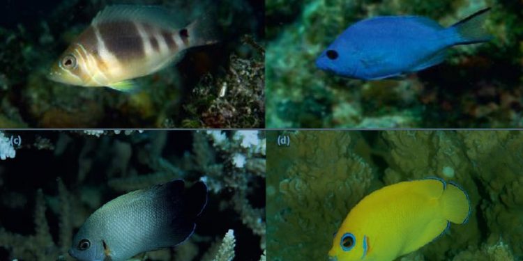 Spesiasi Ikan Karang Tanpa Isolasi Geografis