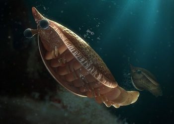 Jejak Insang Arthropoda Berusia 520 juta tahun