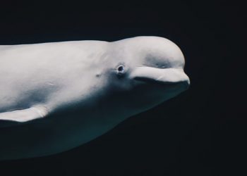 Beluga bukan spesies asli Spanyol. FOTO: MARINECONNECTION.ORG