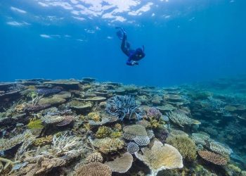 Peneliti Dr Abbi Scott mengambil foto sebagai bagian dari survei 'ilmuwan warga'  di Great Barrier Reef. FOTO: Grumpy Turtle Creative/ABC.NET.AU