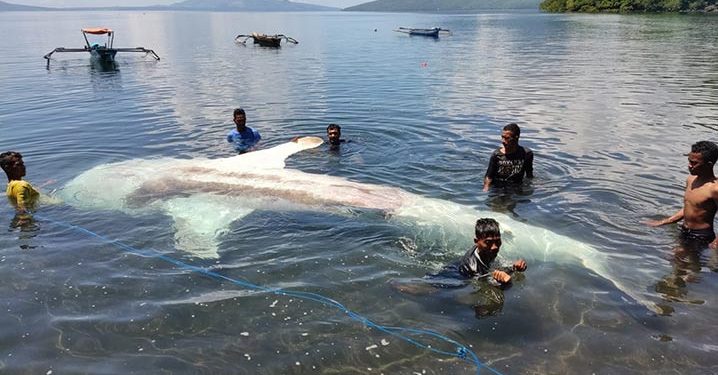 Hiu Paus 7 Meter Mati Terjerat Jaring Ikan di Flores Timur