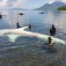 Hiu Paus 7 Meter Mati Terjerat Jaring Ikan di Flores Timur