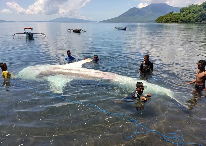 Hiu paus panjang 7,4 meter mati terjerat jaring ikan di Kabupaten Flores Timur, Nusa Tenggara Timur (NTT), Kamis (17/2).  FOTO: KKP