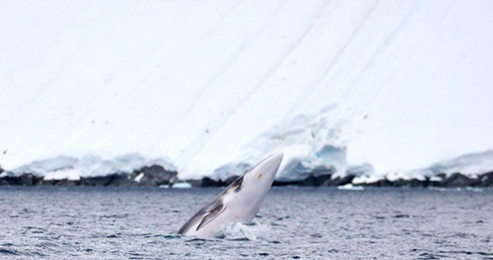 Presiden Prancis Umumkan Perlindungan Antartika