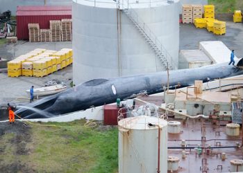 Tidak Ada Manfaat Ekonomi Bagi Negara untuk Perburuan Paus