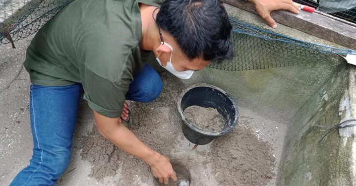 Puluhan Telur Tuntung Laut Ditetaskan di Kolam Pasir