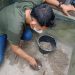 Puluhan Telur Tuntung Laut Ditetaskan di Kolam Pasir