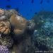 Arsip alam terekam dalam tubuh terumbu karang. FOTO: DARILAUT.ID
