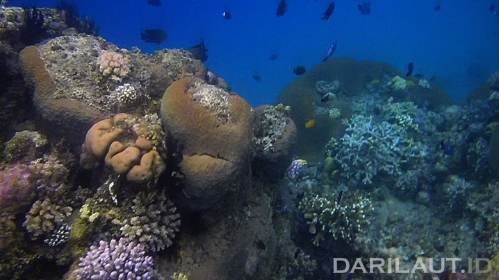 Arsip alam terekam dalam tubuh terumbu karang. FOTO: DARILAUT.ID
