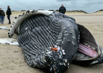 Paus bungkuk (Humpback whale) terdampar di pantai dekat Calais, Prancis utara, garis pantai Channel. FOTO: DENIS CHARLET/AFP