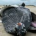 Paus Bungkuk Betina Terdampar di Pantai Channel Prancis