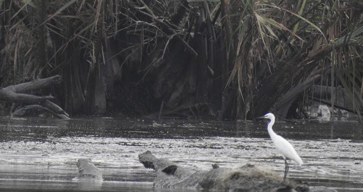 Burung Air di Tanjung Puting
