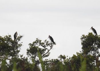 Tanjung Puting, Habitat Anggrek Hitam dan Wisata Alam