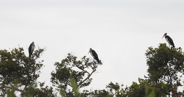 Tanjung Puting, Habitat Anggrek Hitam dan Wisata Alam