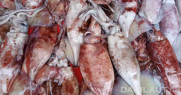 Pemanasan Laut, Populasi Cumi-cumi Meningkat