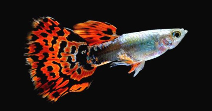 Banyak Penggemar, Ini Cara Mengawinkan Ikan Guppy