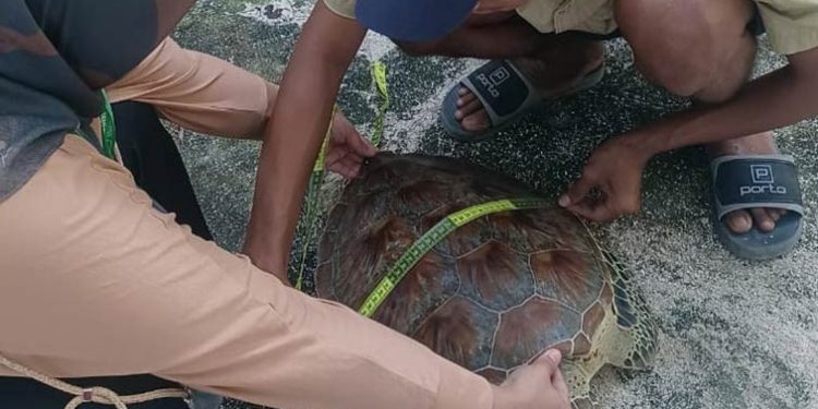Nelayan Taka Bonerate Serahkan Penyu Hijau