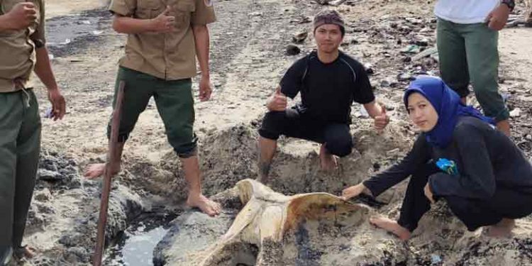 Temuan Kerangka Paus di TN Tanjung Puting