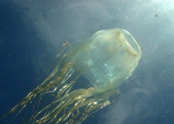 Ubur-ubur kotak (box jellyfish) adalah hewan paling berbisa di dunia. FOTO: Jamie Seymour/ABC.NET.AU