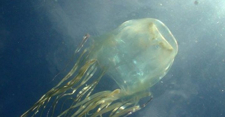 Remaja di Australia Meninggal Karena Sengatan Ubur-ubur Kotak