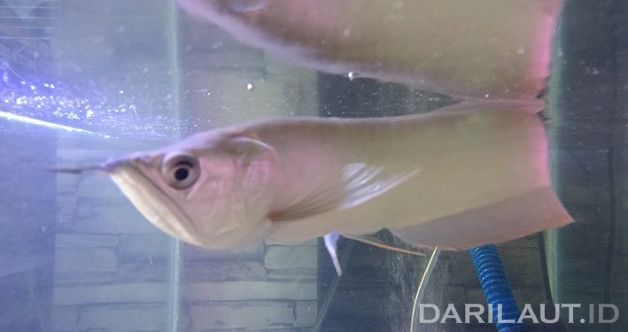 Pameran dan Kontes Ikan Hias Arwana Digelar di Bali