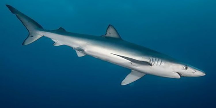 Makanan Hewan yang Dijual di Singapura Berasal dari Hiu
