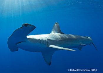 Hiu martil (hammerhead shark). FOTO: RICHARD HERRMANN/NOAA FISHERIES