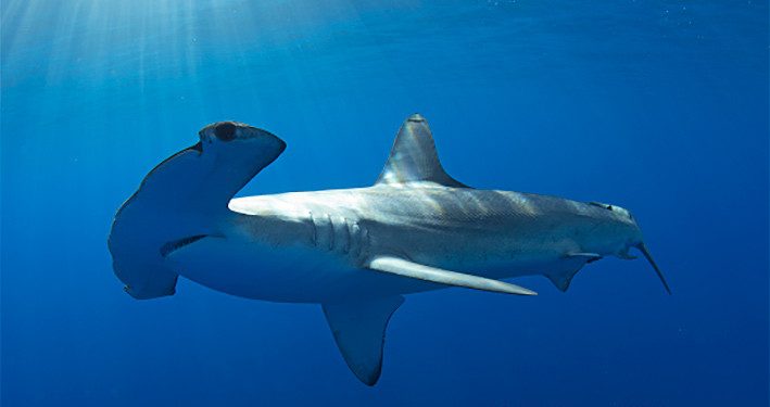Cara Melacak Hiu pada Produk Kosmetik dan Makanan Hewan
